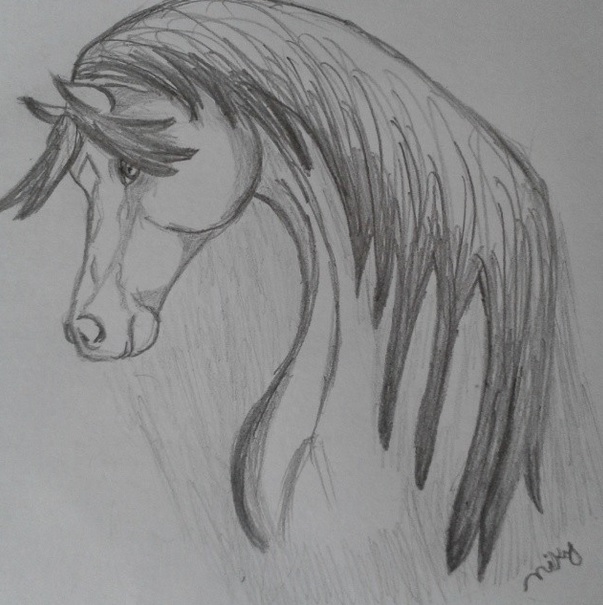 cavalo” grafite em papel – Niky